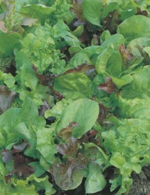 Mr. Fothergill’s Lettuce Mix Salad Leave Seed Packet