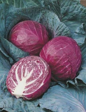 Mr. Fothergill’s Cabbage Red Ruby Ball F1 Seed Packet
