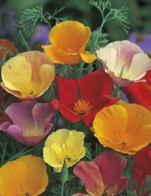 Mr. Fothergill’s Californian Poppy Single Mixed Seed Packet