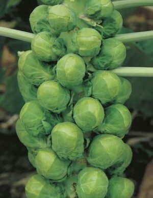 Mr. Fothergill’s Brussells Sprouts Evesham Special Seed Packet
