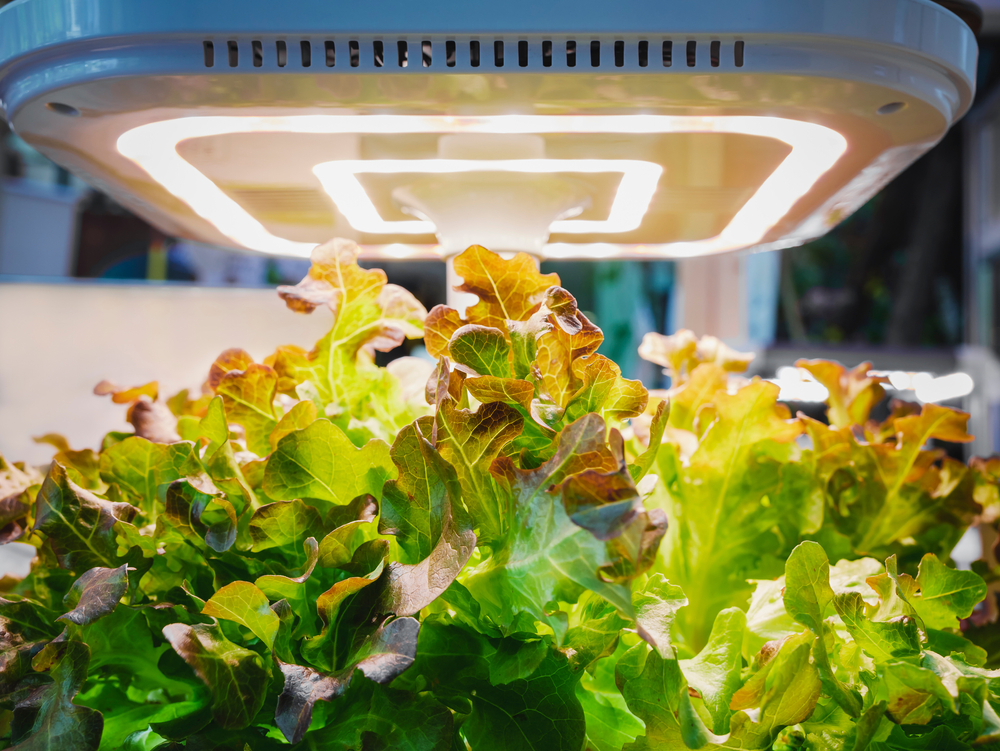 Read more about the article How LED Lighting Has Changed the Way You Grow