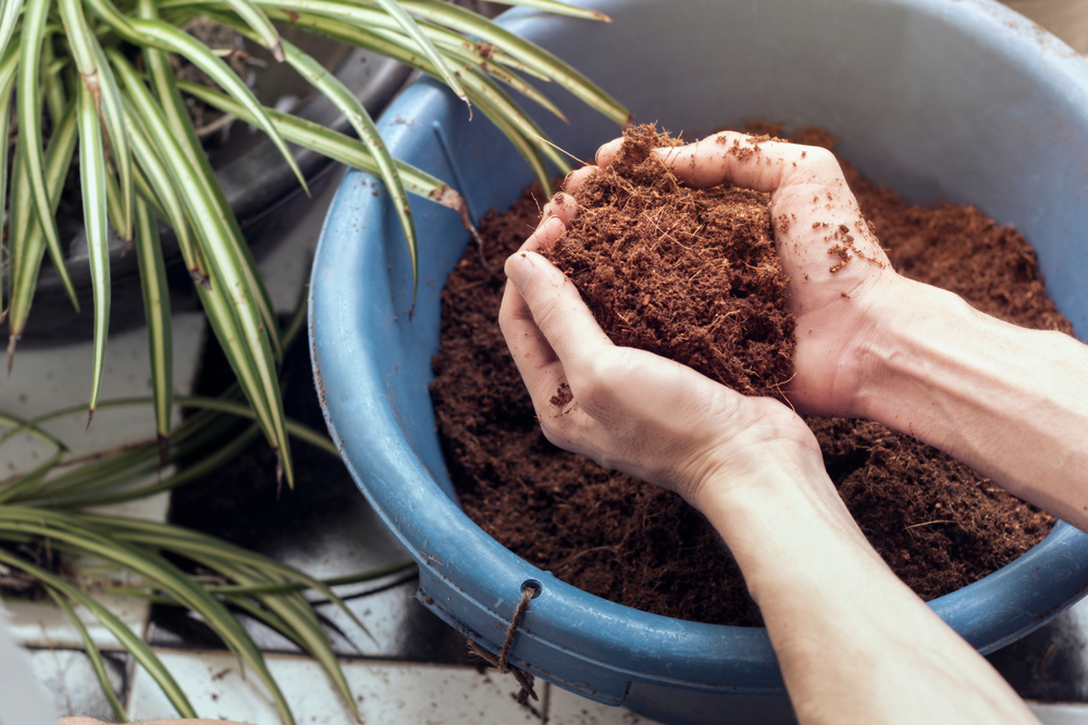 Read more about the article Hydroponic Troubleshooting: Coco Coir