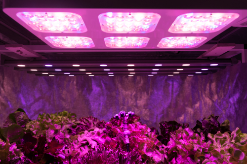Read more about the article Hanging your Grow Lights for the Most Epic Harvest