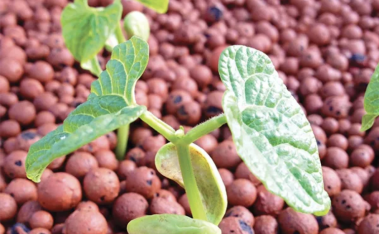 Read more about the article Potting Mix: Is It Helping or Hindering Your Garden