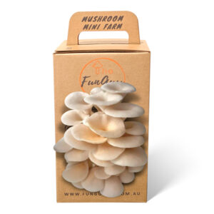 The Fun Guy Mushroom Growing Kit – Elm Oyster