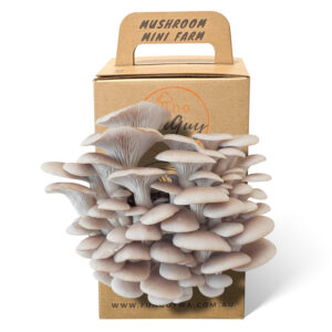 The Fun Guy Mushroom Growing Kit – Tan Oyster