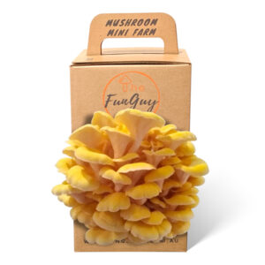The Fun Guy Mushroom Growing Kit – Yellow Oyster