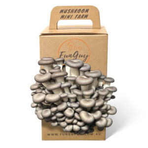 The Fun Guy Mushroom Growing Kit – Chocolate Oyster