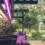 LED Grow Lights – Your Questions, Answered.