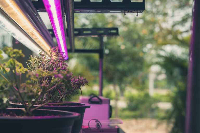 Read more about the article LED Grow Lights – Your Questions, Answered.