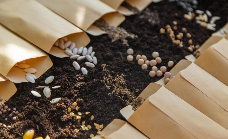 Read more about the article Start Strong: Essential Tips for Successful Seed Germination
